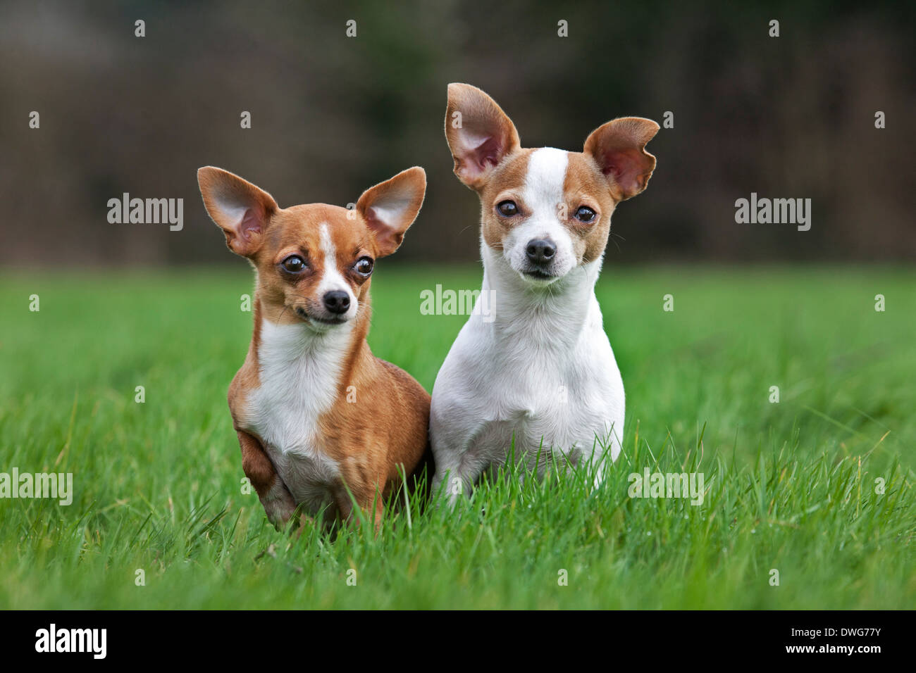 Two short-haired tan and smooth-coat Chihuahuas in garden Stock Photo