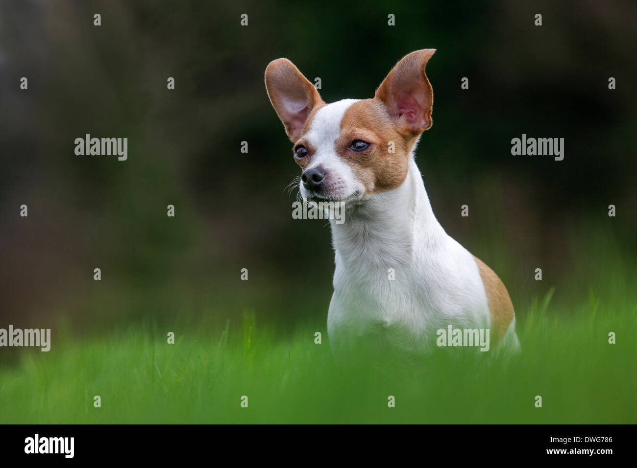 Short-haired Chihuahua in garden Stock Photo
