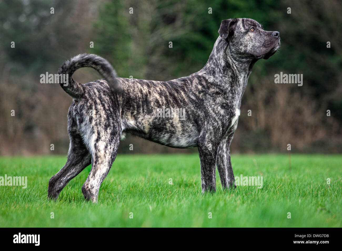 Cane Corso italiano, Italian dog breed in garden Stock Photo