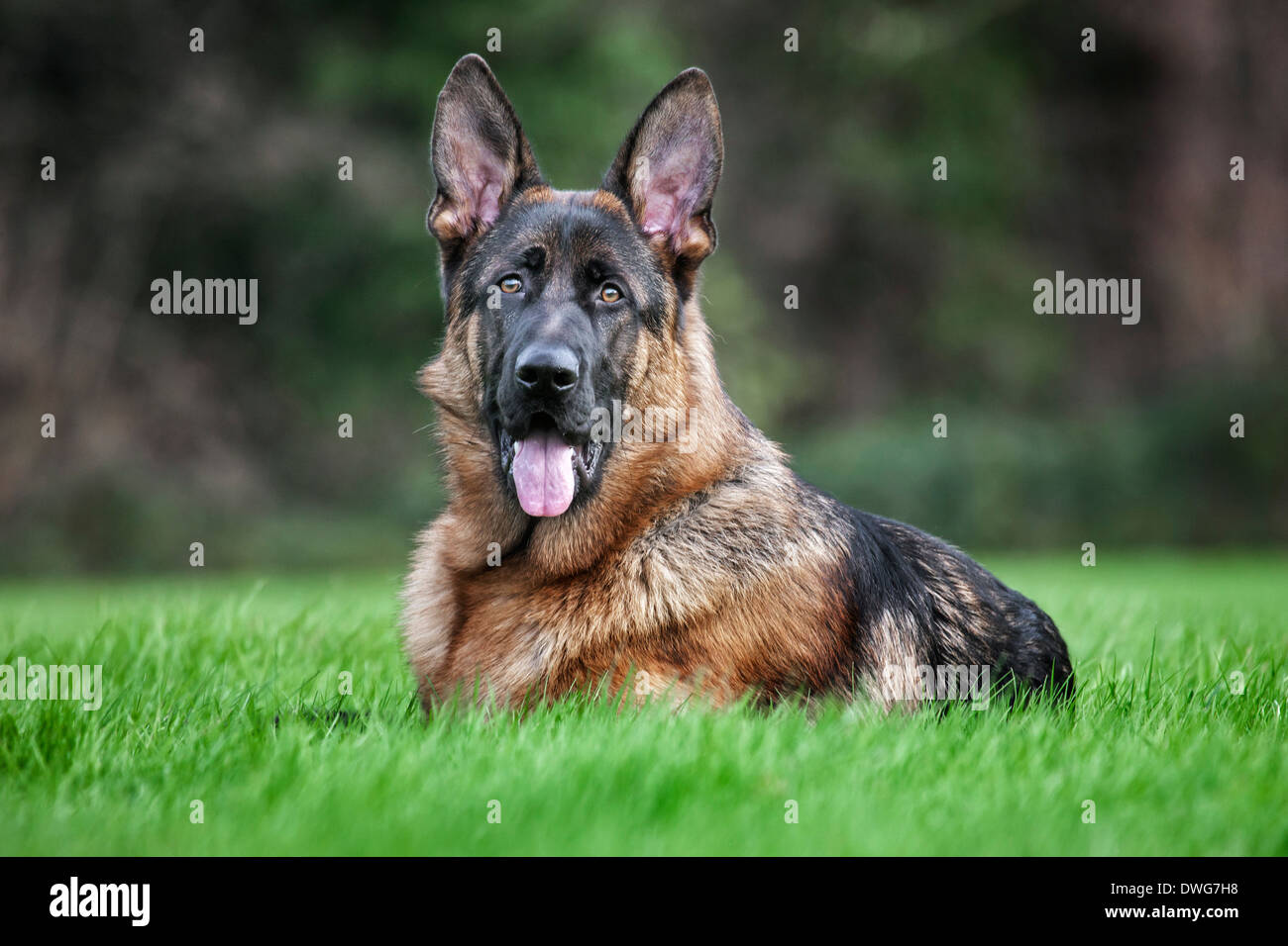 German shepherd dog (Canis lupus familiaris) lying in garden Stock Photo