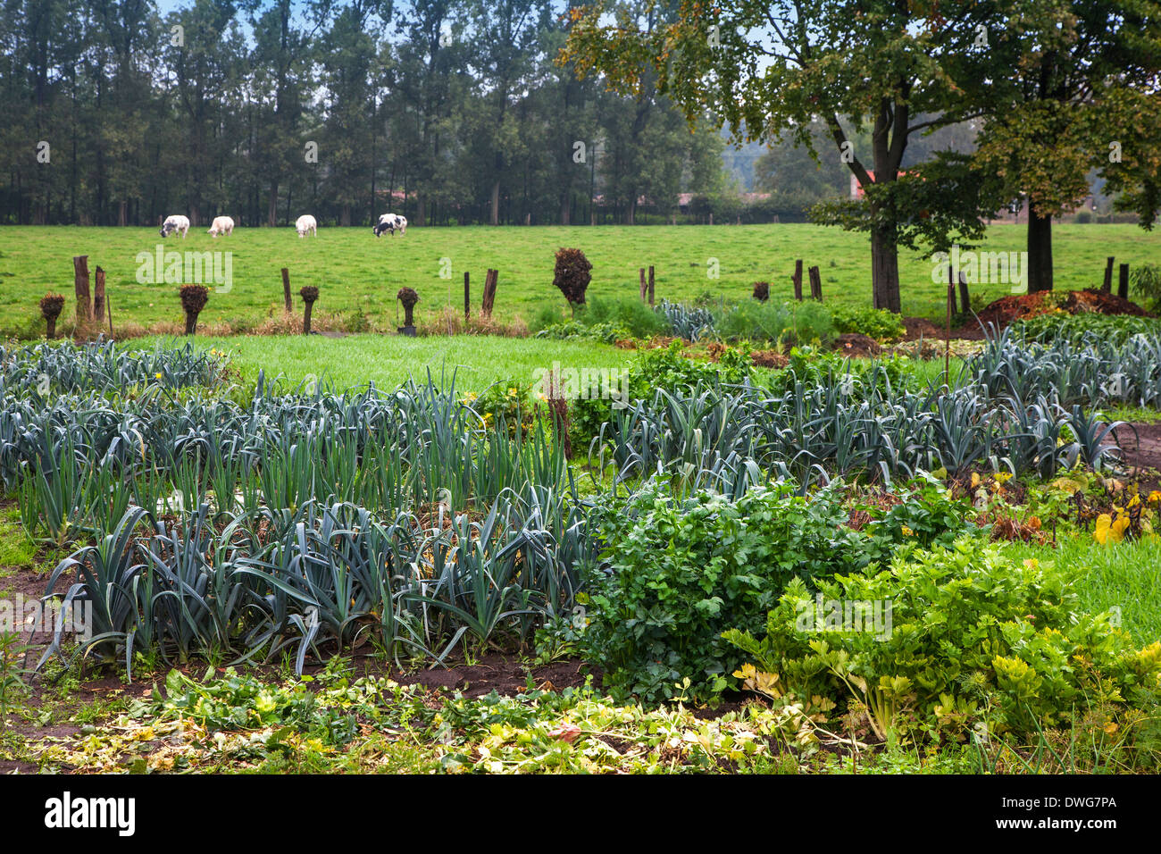 Salad, leek beds and other vegetables growing in kitchen garden / vegetable gardens / potager Stock Photo