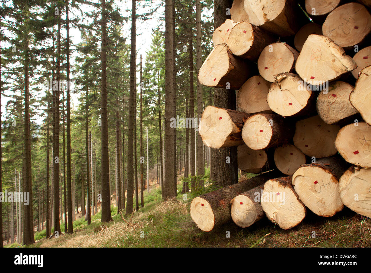 tree felling in big forest, trunks Stock Photo