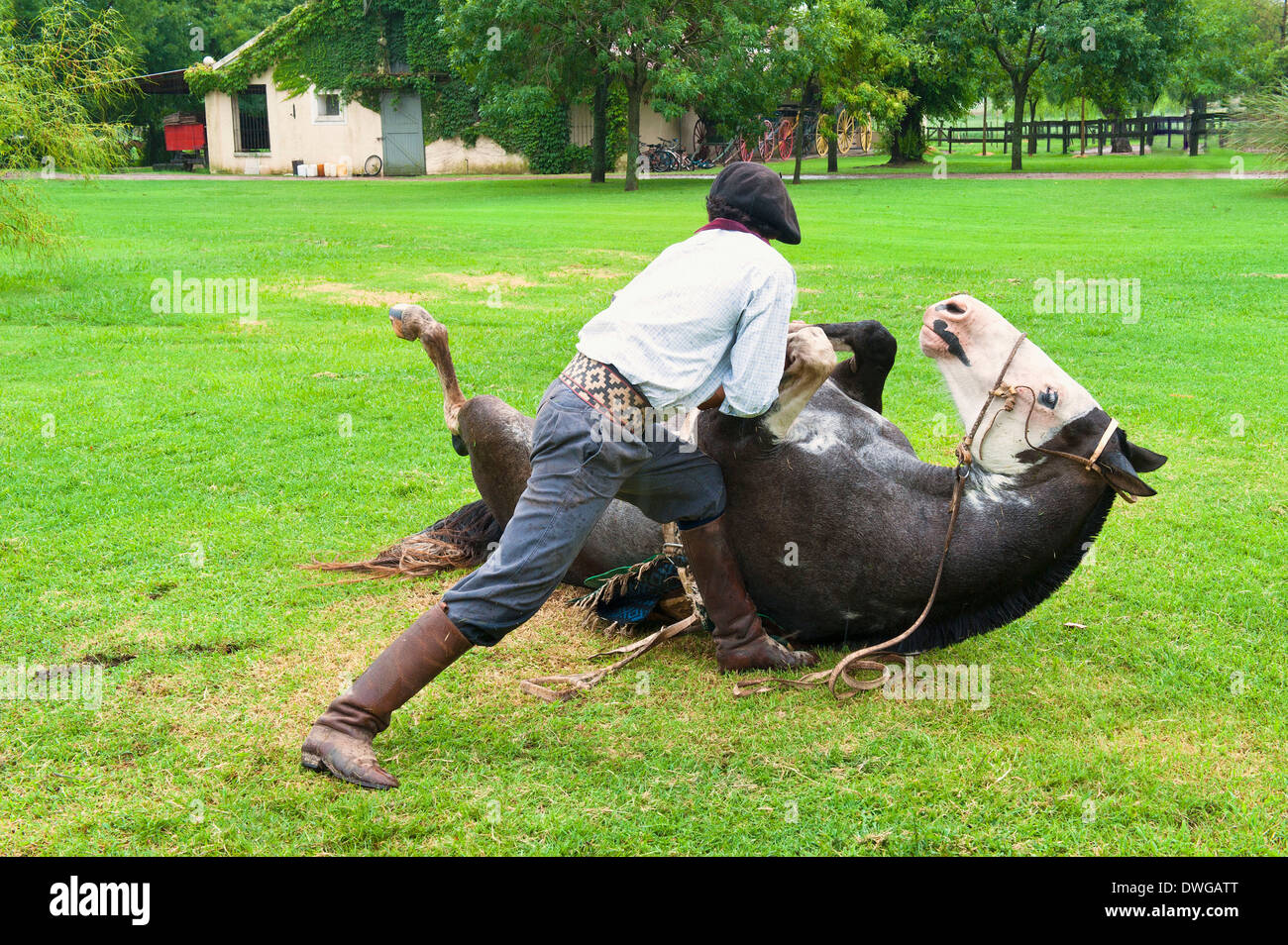 Gaucho demonstrating his skills, with Horse, San Antonio de Areco, Buenos Aires Province, Argentina Stock Photo