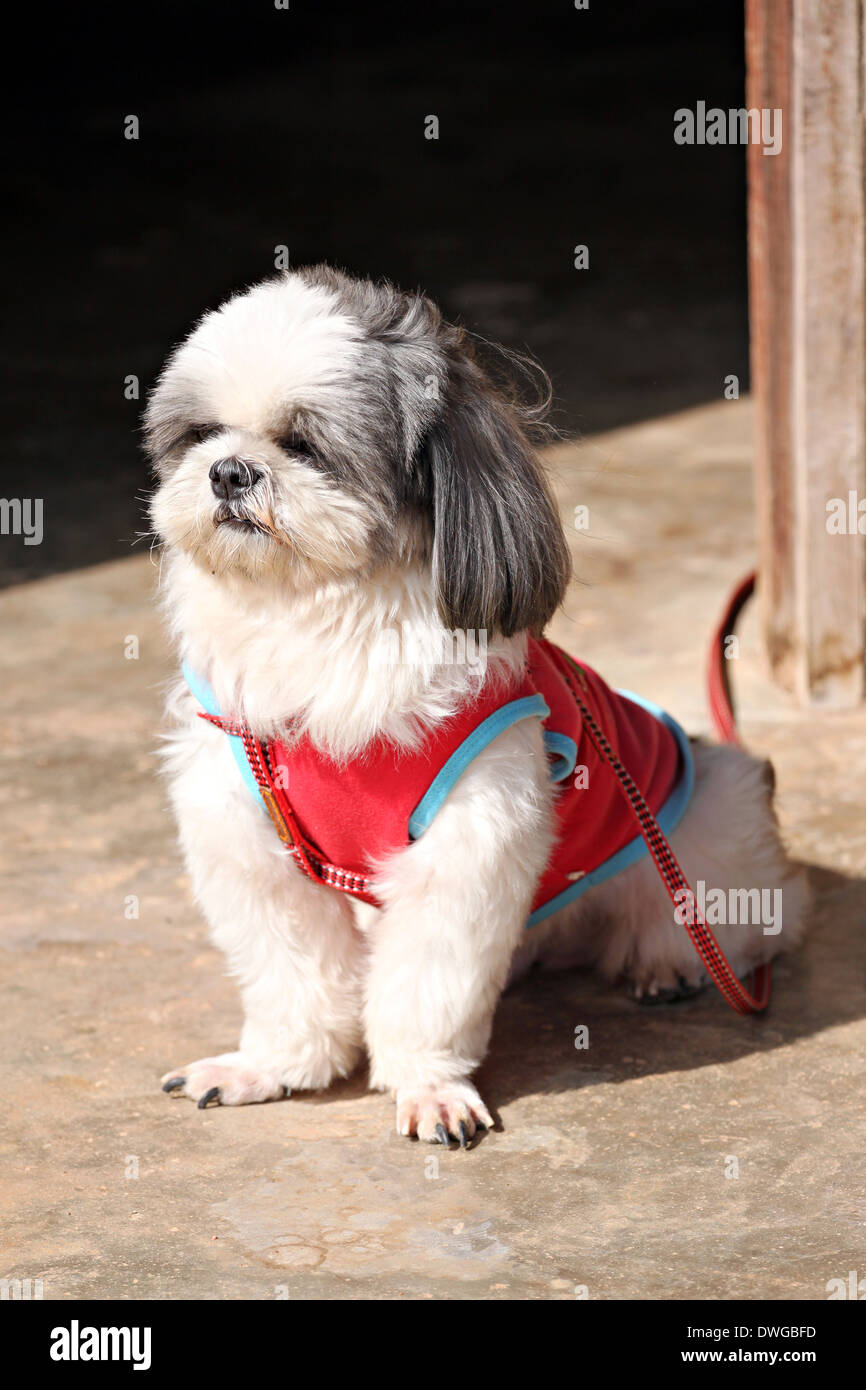 Shih tzu Dogs are sat looking something. Stock Photo