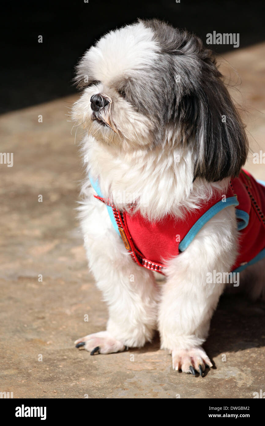 Shih tzu Dogs are sat looking something. Stock Photo