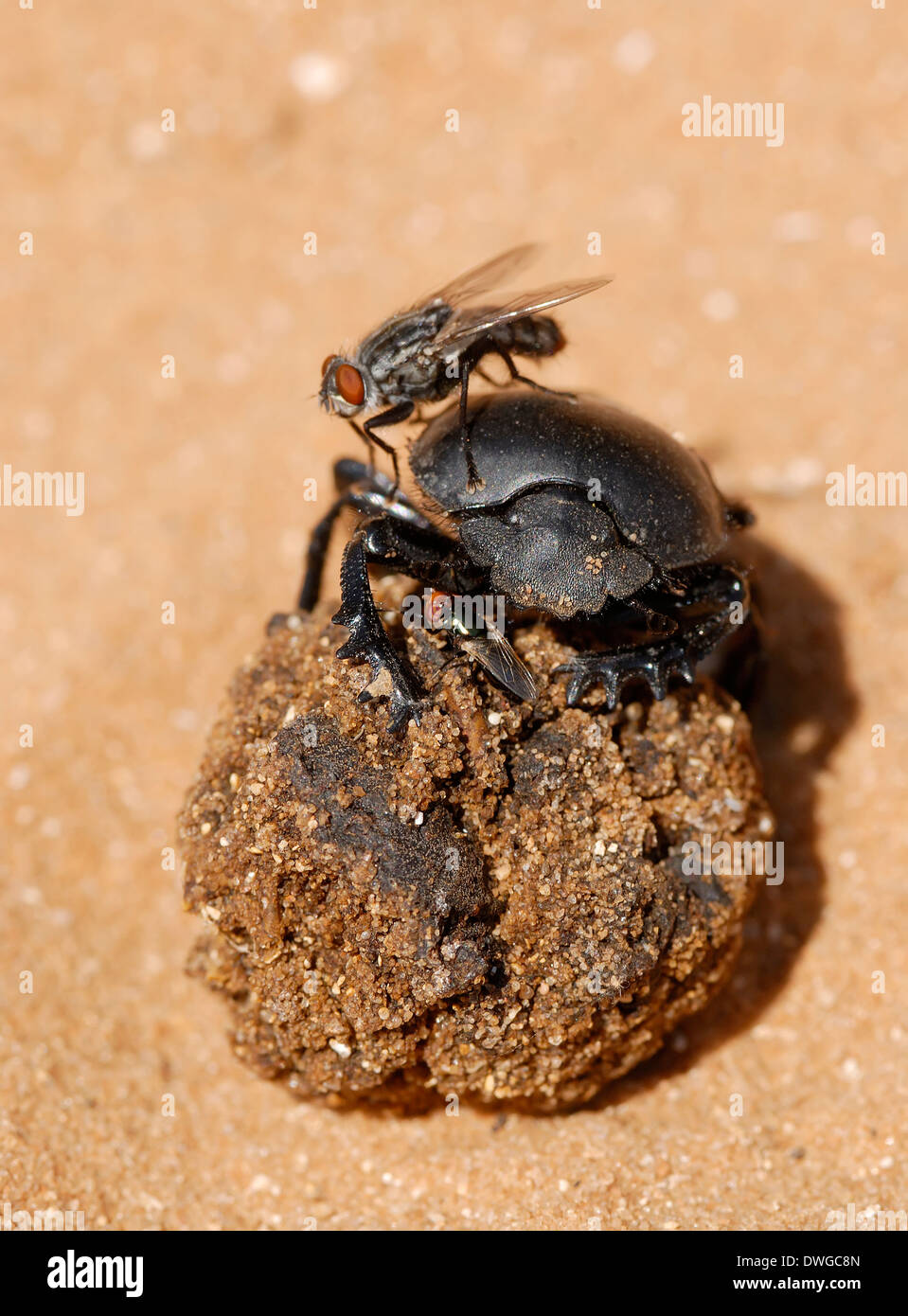 Dung beetle and fly Stock Photo Alamy