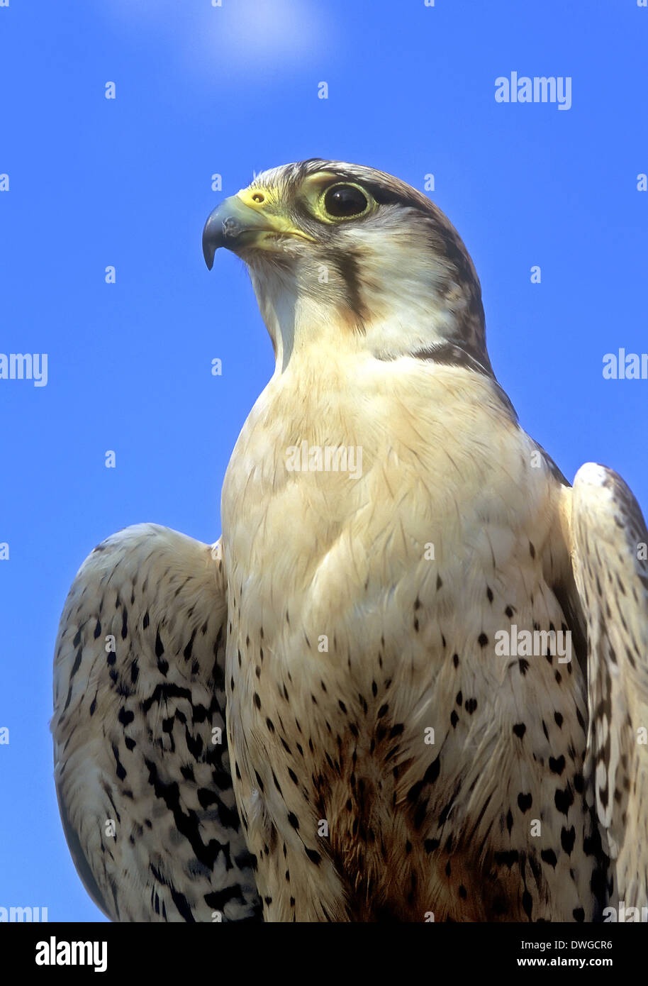 Saker Falcon, Falco cherrug Portrait Stock Photo - Alamy