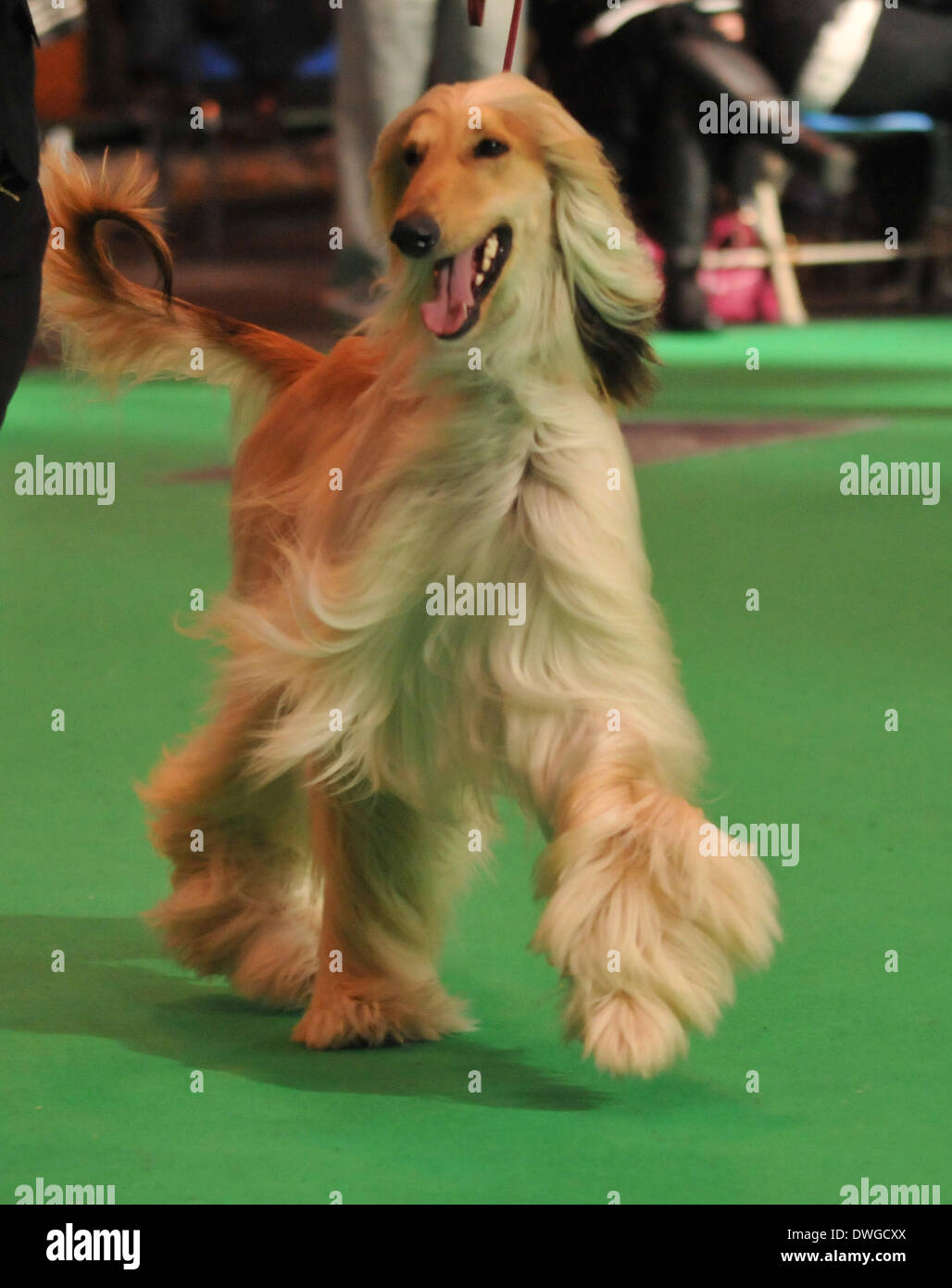 Birmingham, UK 7th March 2014, An assortment of pedigree dogs compete for the ultimate prize in dog competitions at Crufts, in Birmingham in the UK Credit:  Kelly Rann/Alamy Live News Stock Photo
