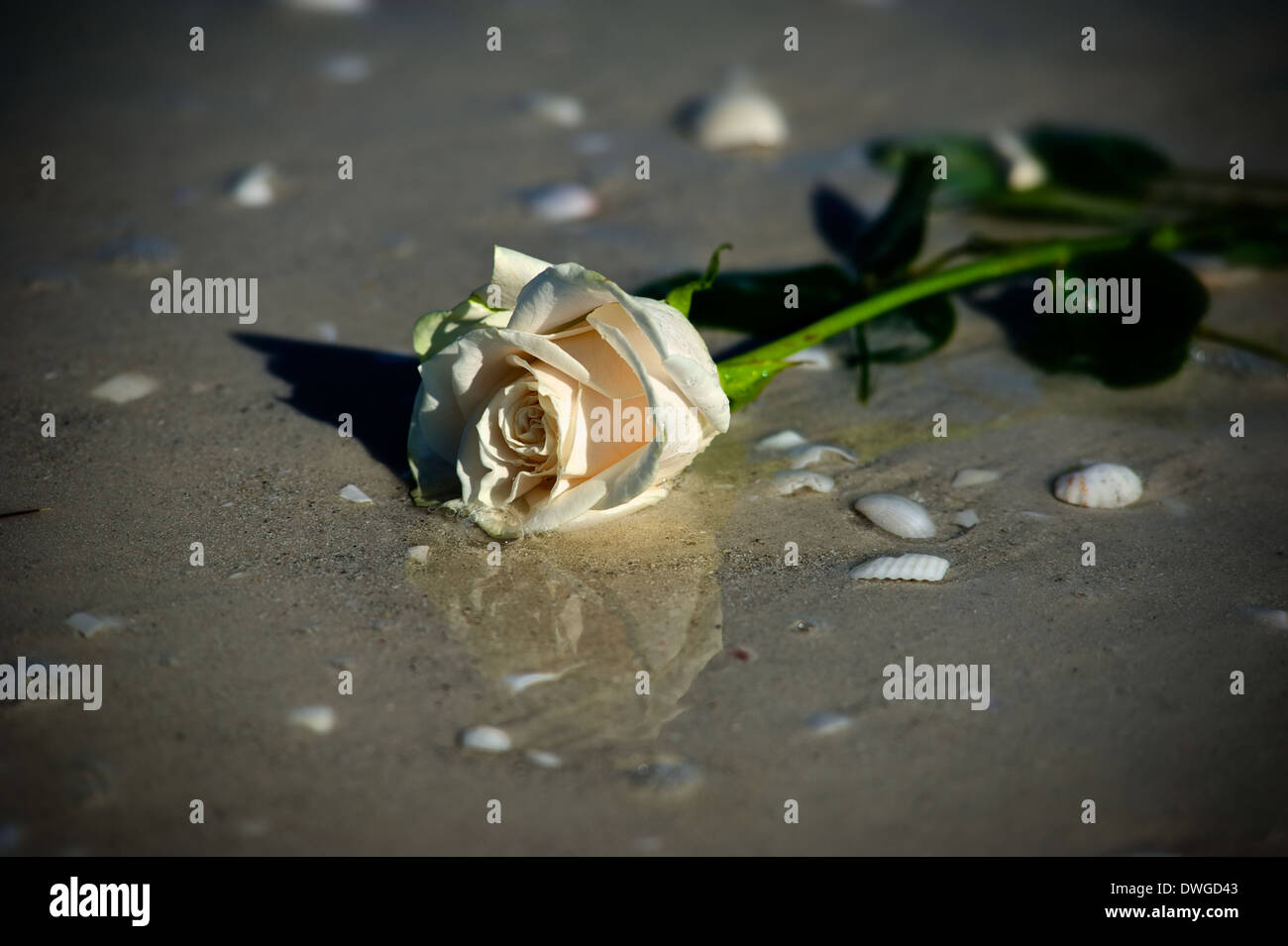 Pink rose left lying on a Florida beach surrounding by sand and shells