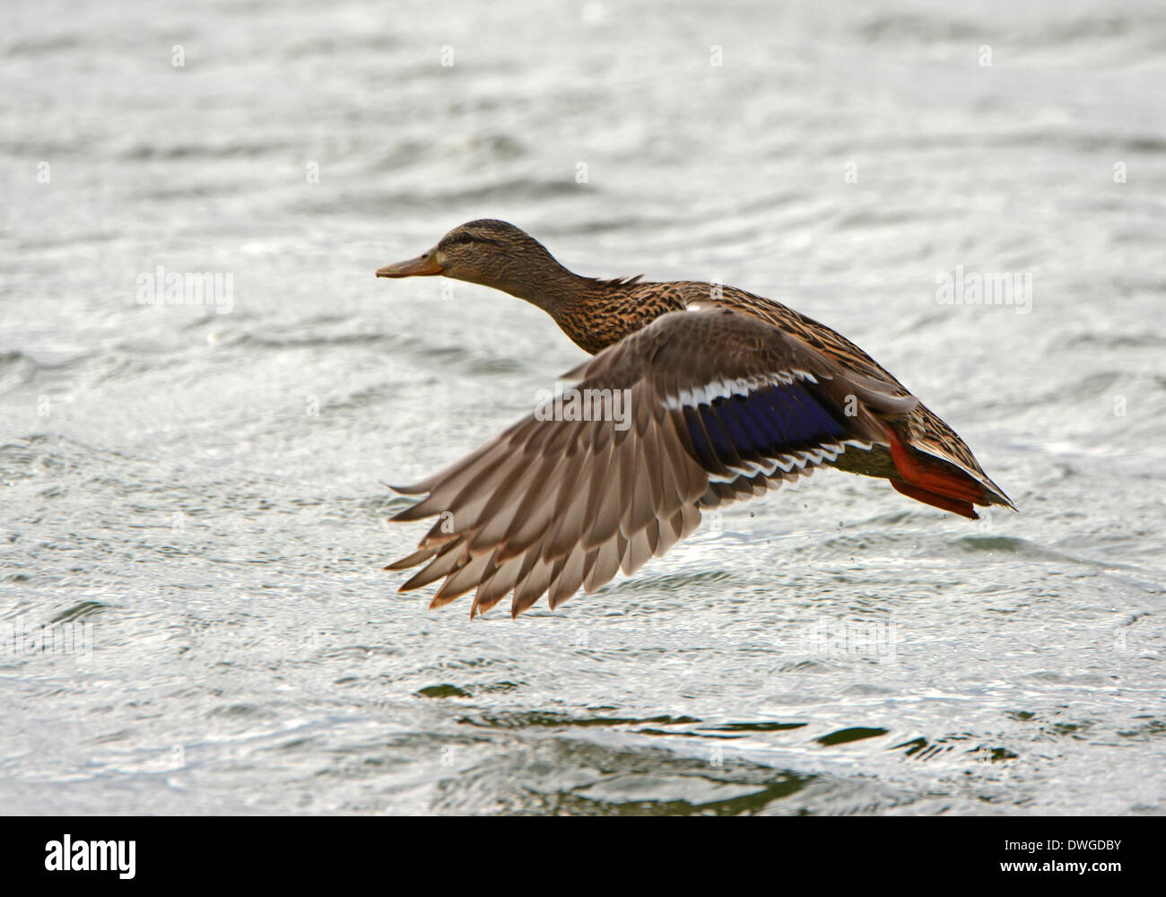 Mallard Duck, Female fly over lake Stock Photo