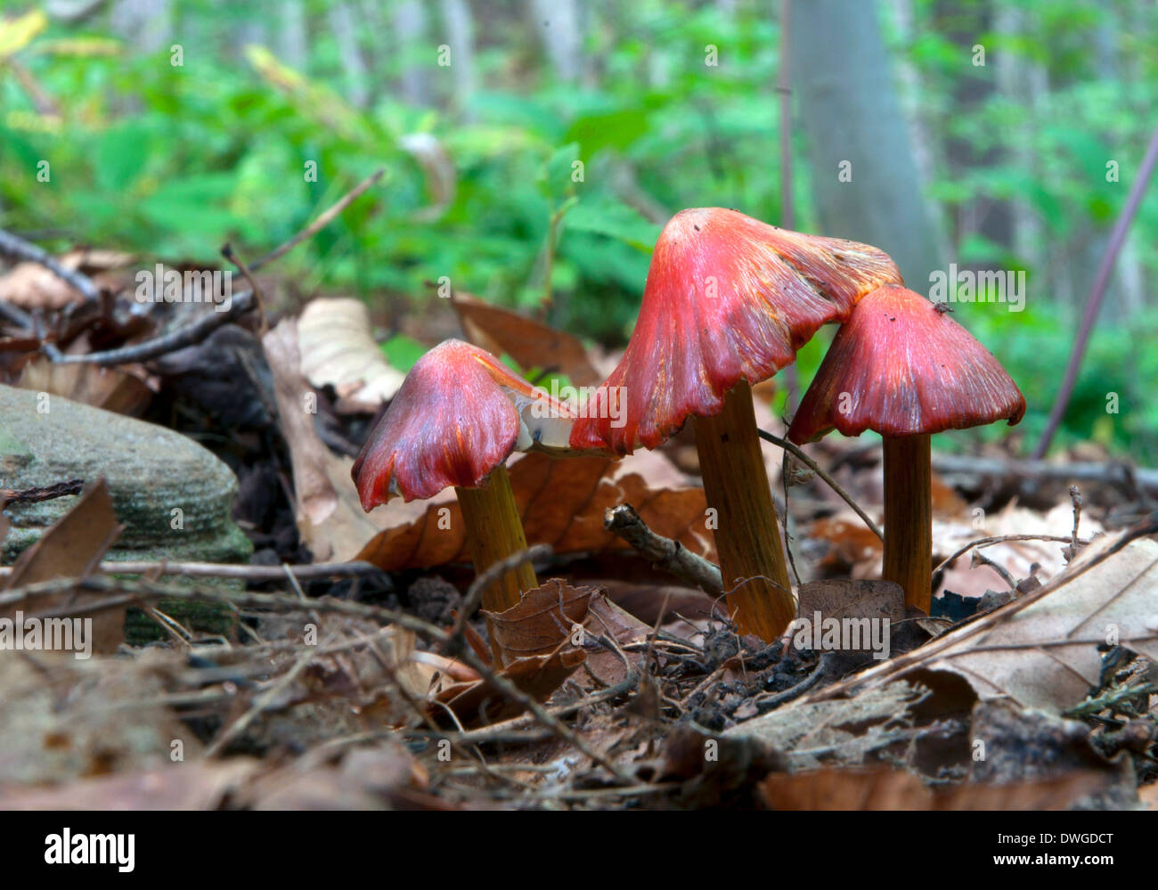 Mushroom Bruce peninsula, Ontario, Canada Stock Photo - Alamy