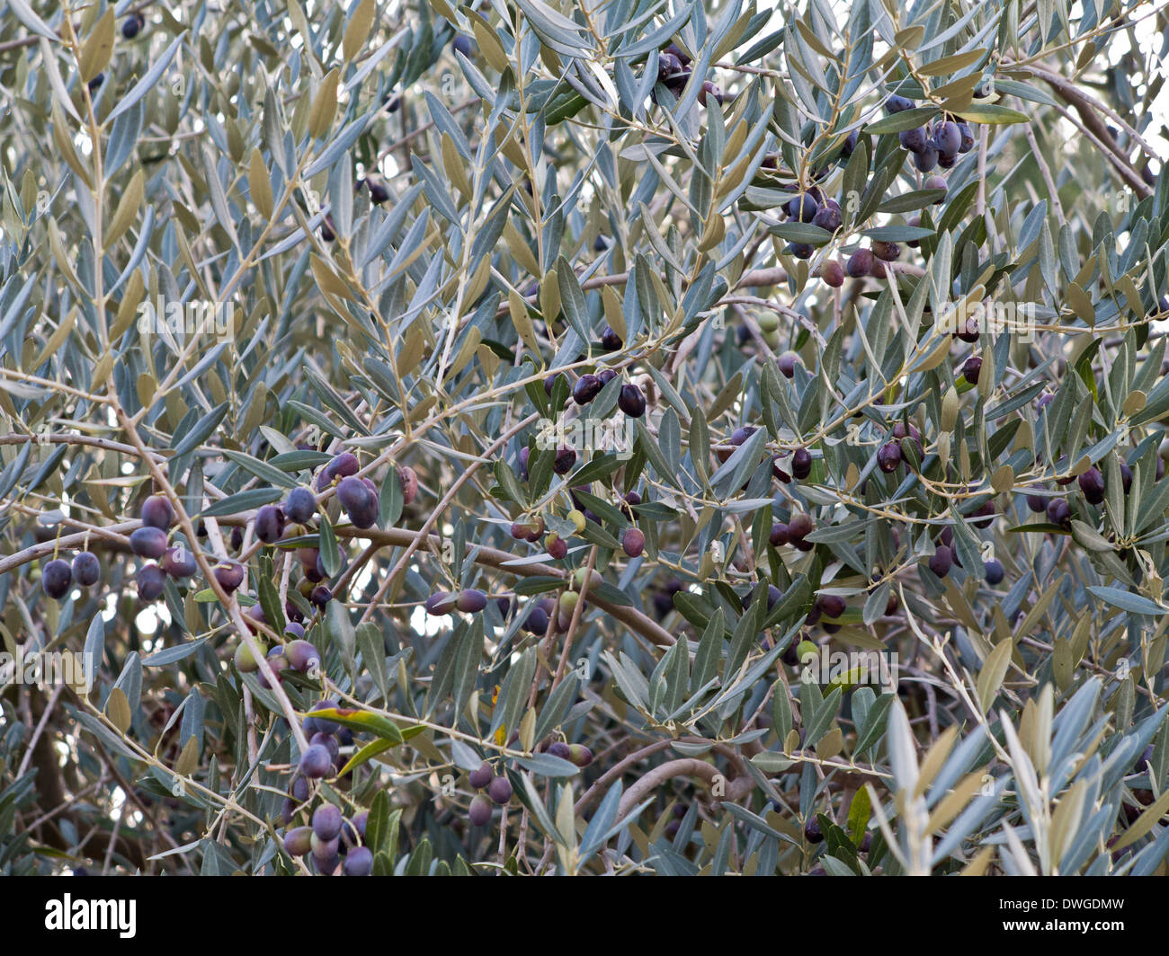 Cultivation of olives hires stock photography and images Alamy