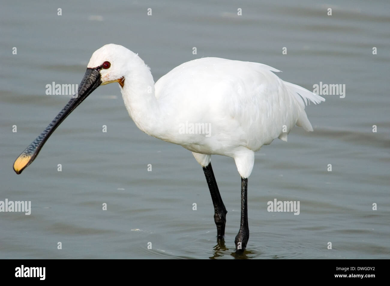 Common Spoonbill standing in a lake Stock Photo