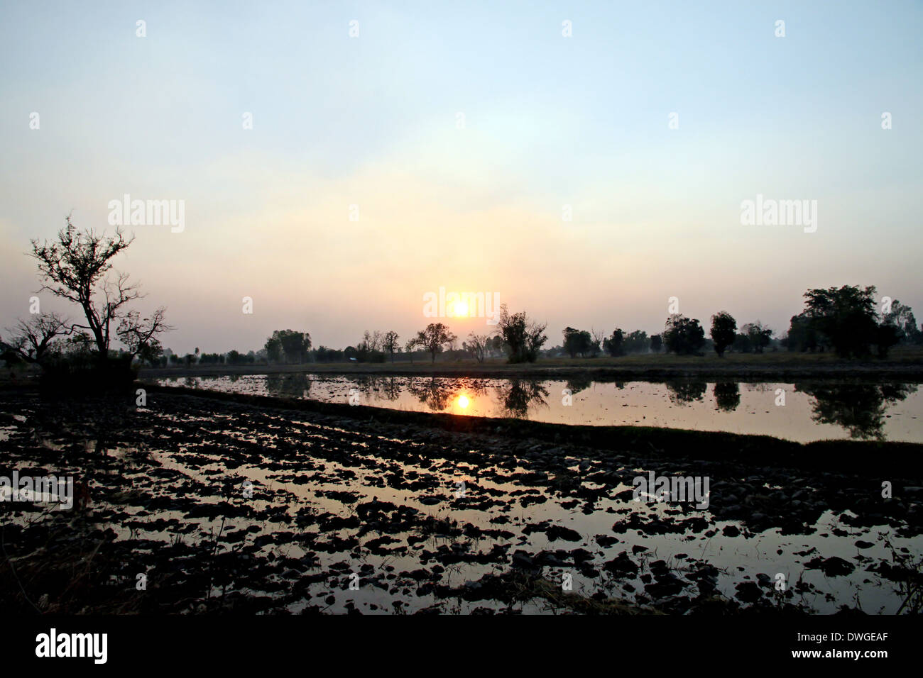 Sunset at the rice farm and light orange reflection on water. Stock Photo