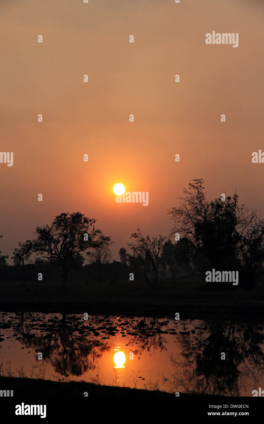 Sunset at the rice farm and reflection of trees Silhouette. Stock Photo