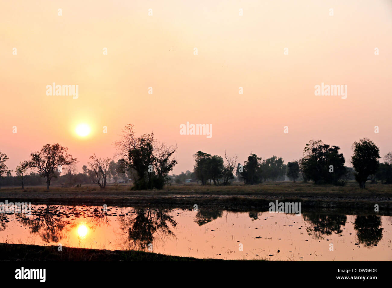 Sunset at the rice farm and reflection of trees on water. Stock Photo