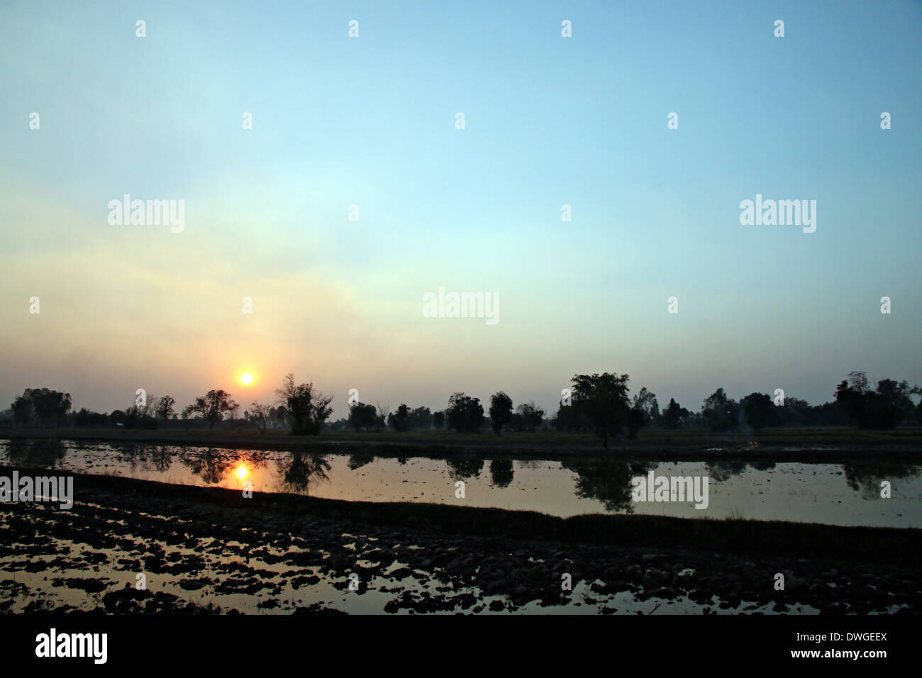 Sunset at the rice farm and light orange reflection on water. Stock Photo
