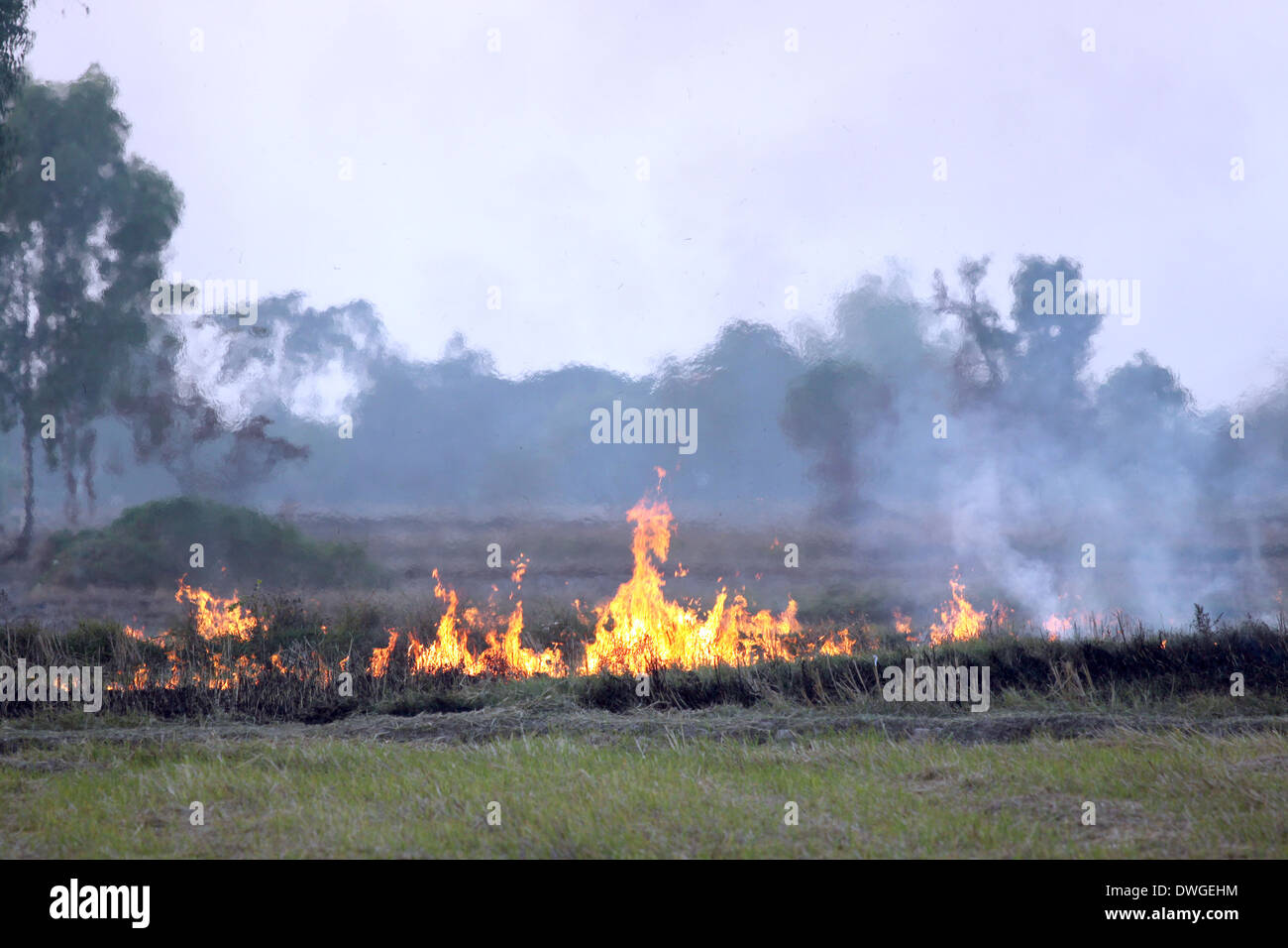 Fire burning rice straw in hi-res stock photography and images - Alamy