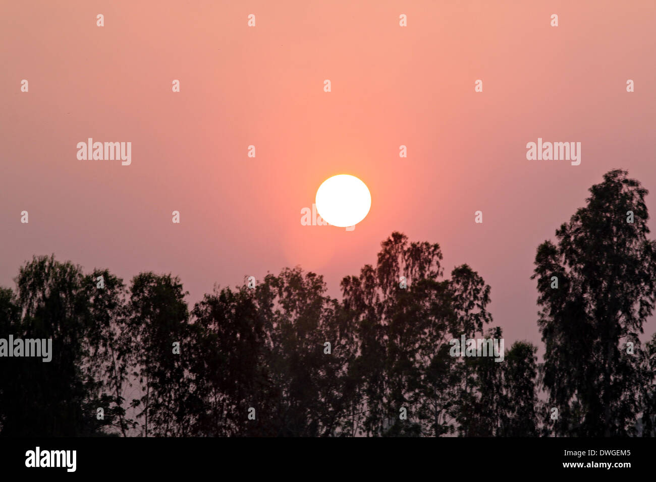 Sunset in evening of trees with Silhouette. Stock Photo