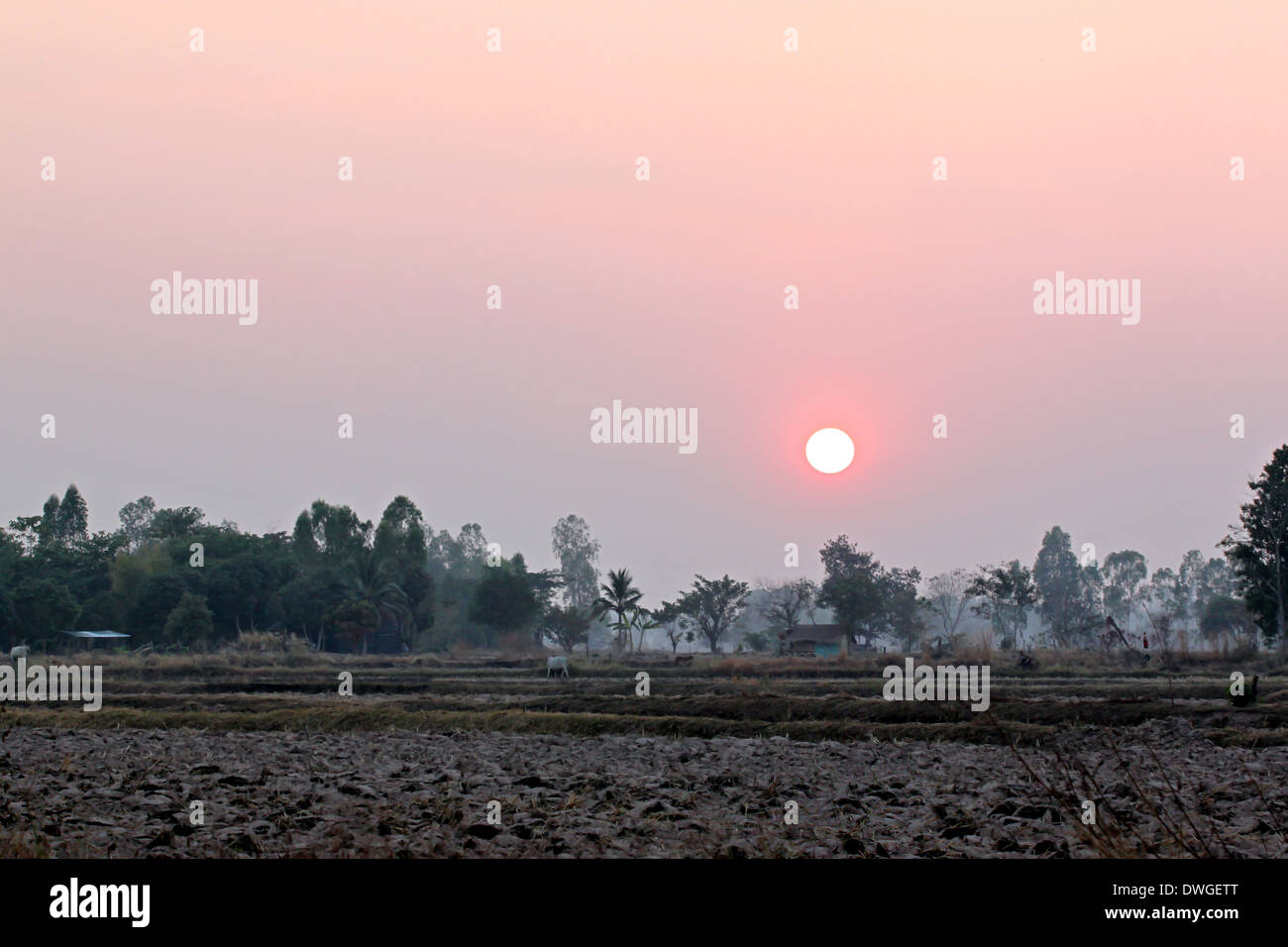 sunset at the rice farm Stock Photo