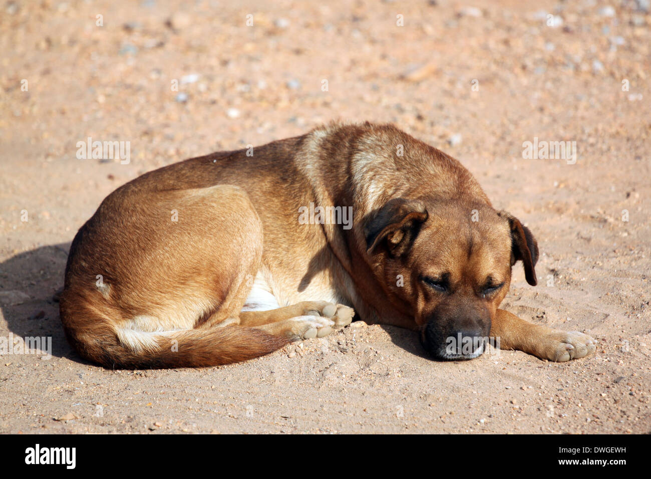 Sleeping Dog on the ground in rural. Stock Photo
