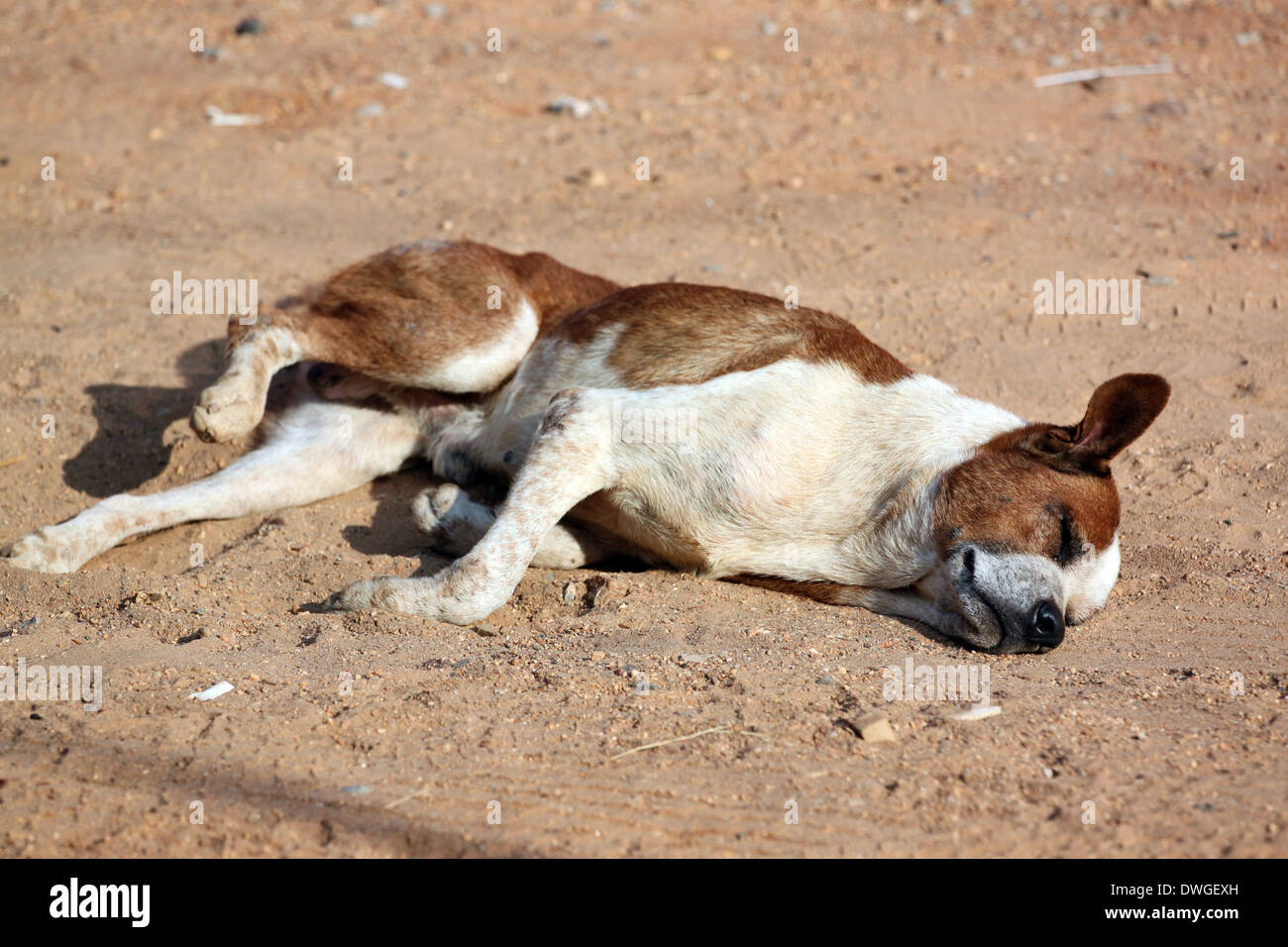 Sleeping Dog on the ground in rural. Stock Photo