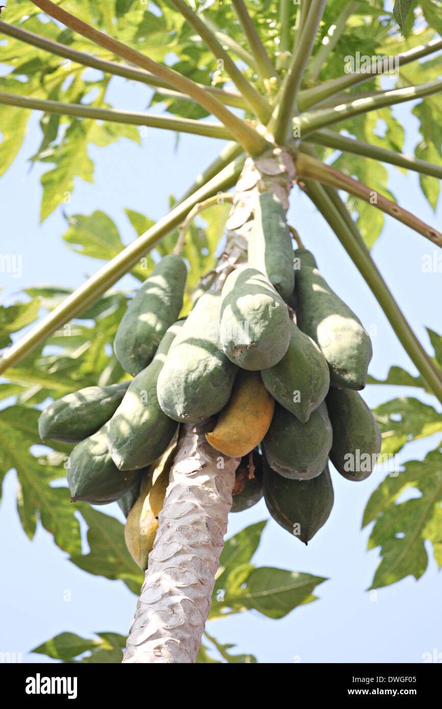 The Papaya fruit on tree in Backyard Stock Photo Alamy