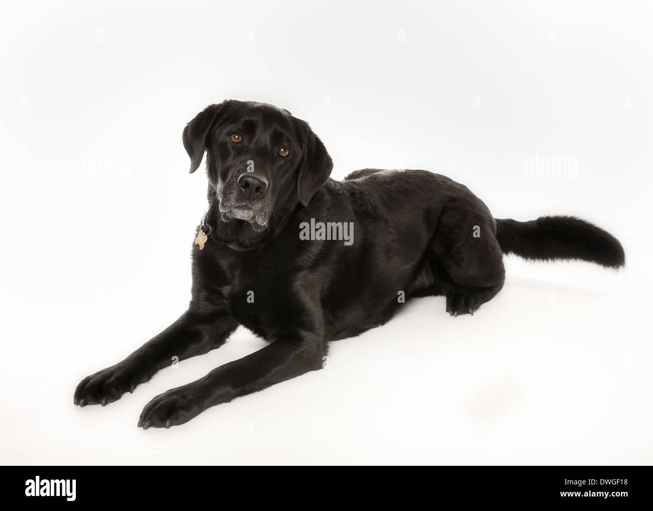 Indoor portrait of black labrador facing the camera. Stock Photo