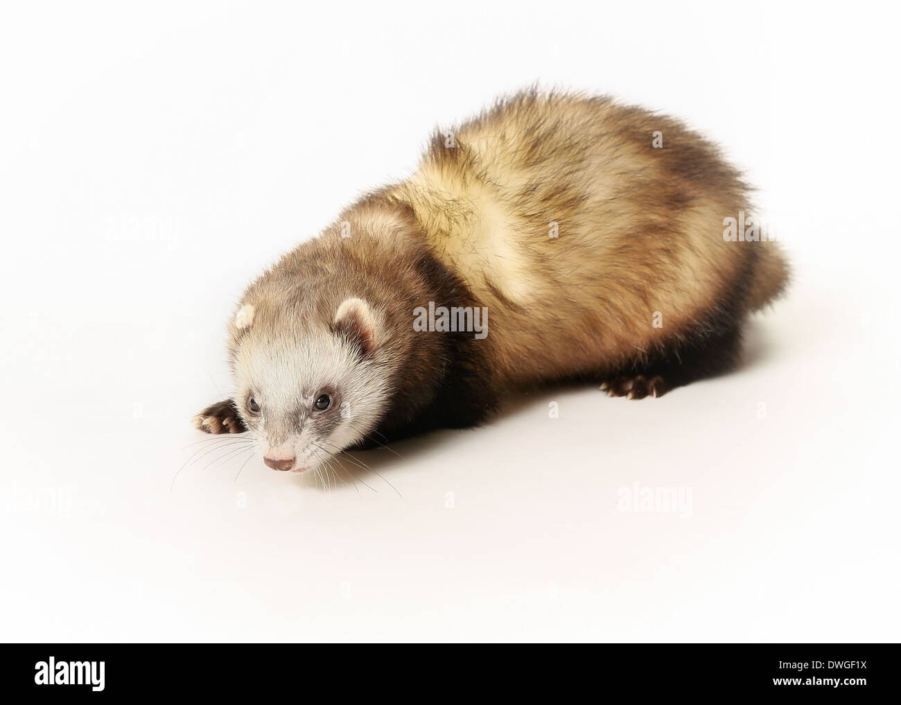 Portrait of ferret. Taken indoors and isolated on white. Stock Photo