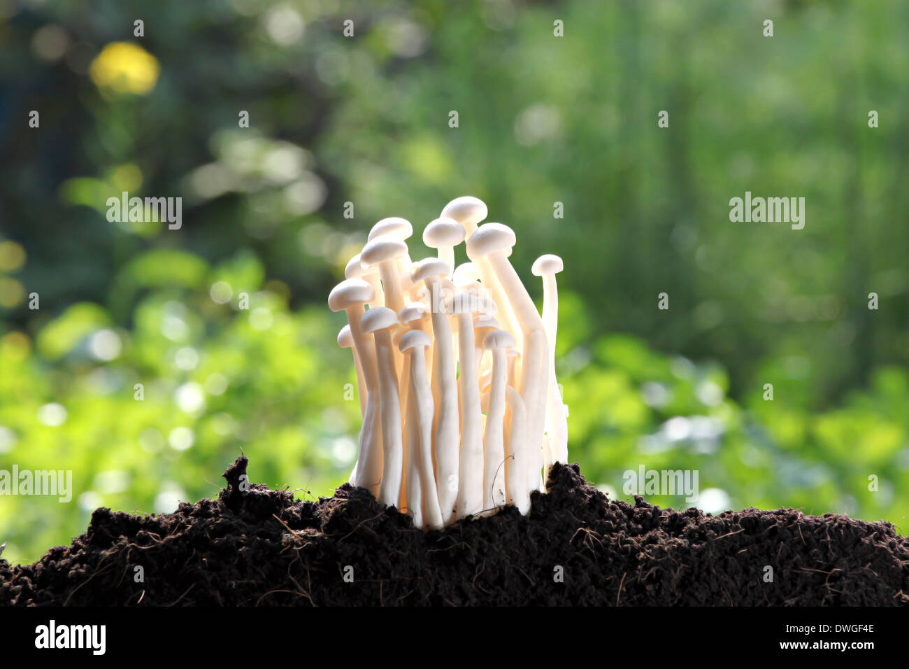 White mushroom on Ground invigorating in the backyard. Stock Photo