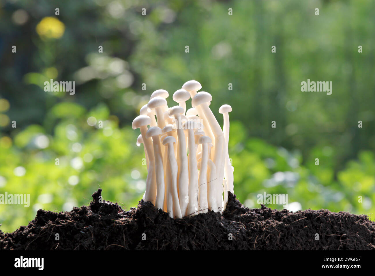 White mushroom on Ground invigorating in the backyard. Stock Photo