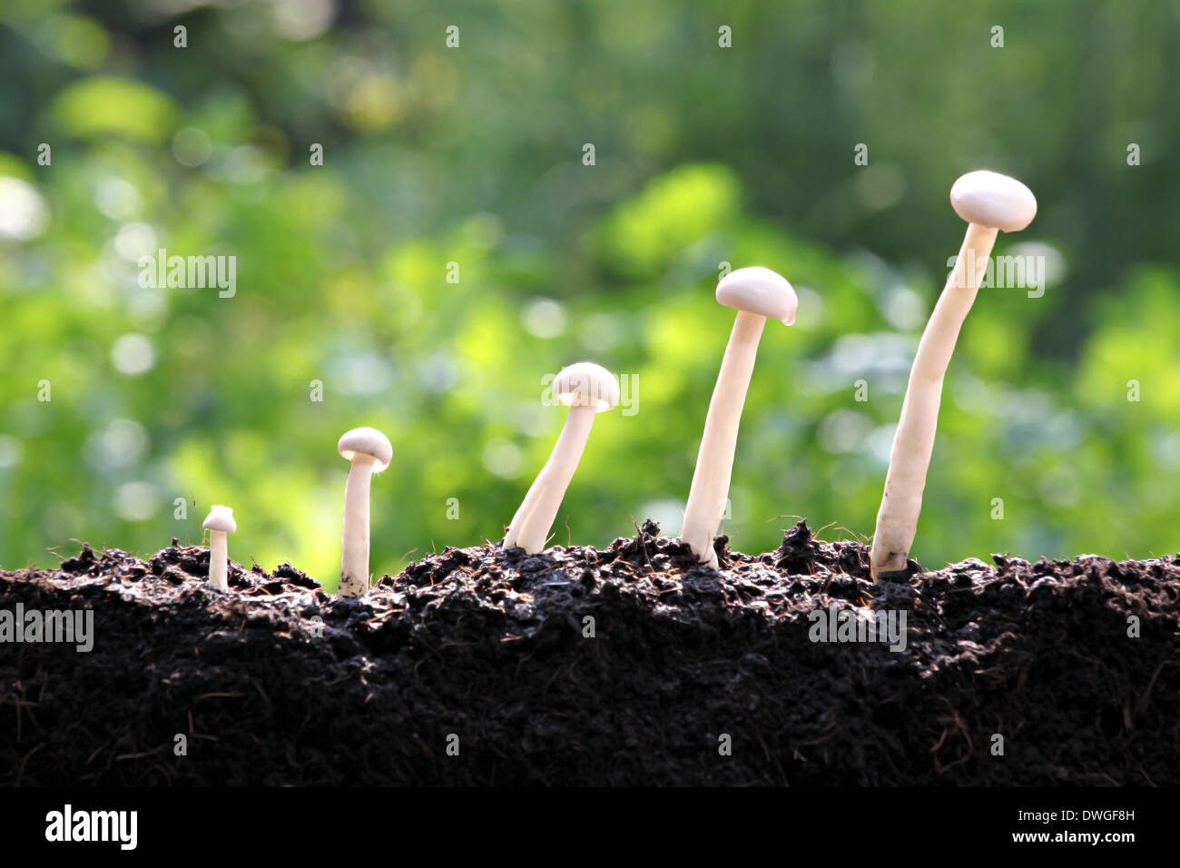 White mushroom are showing growth in the backyard. Stock Photo