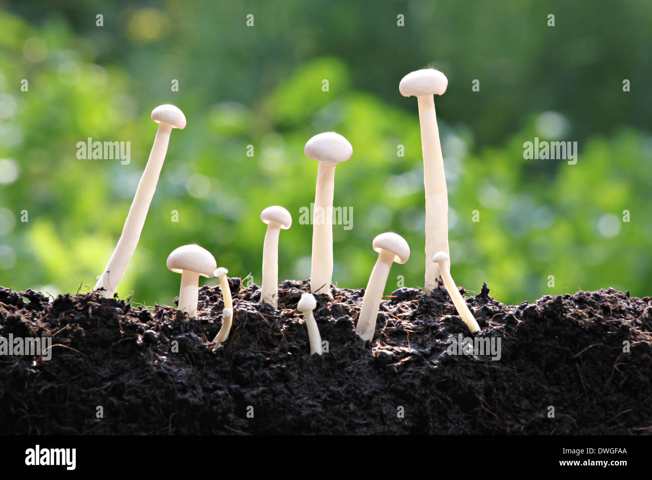 White mushroom many early growth in the backyard. Stock Photo