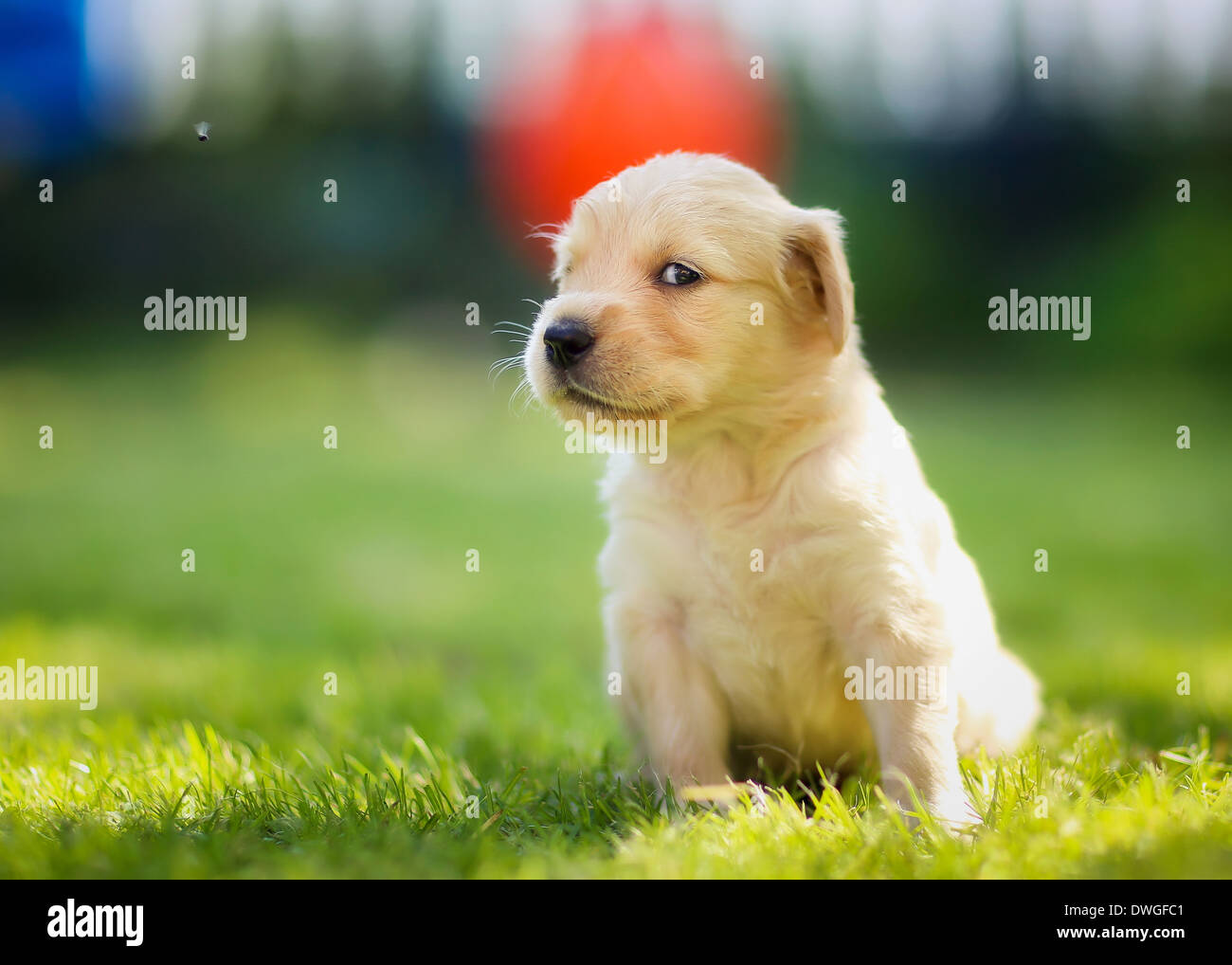 Puppy turning head hires stock photography and images Alamy
