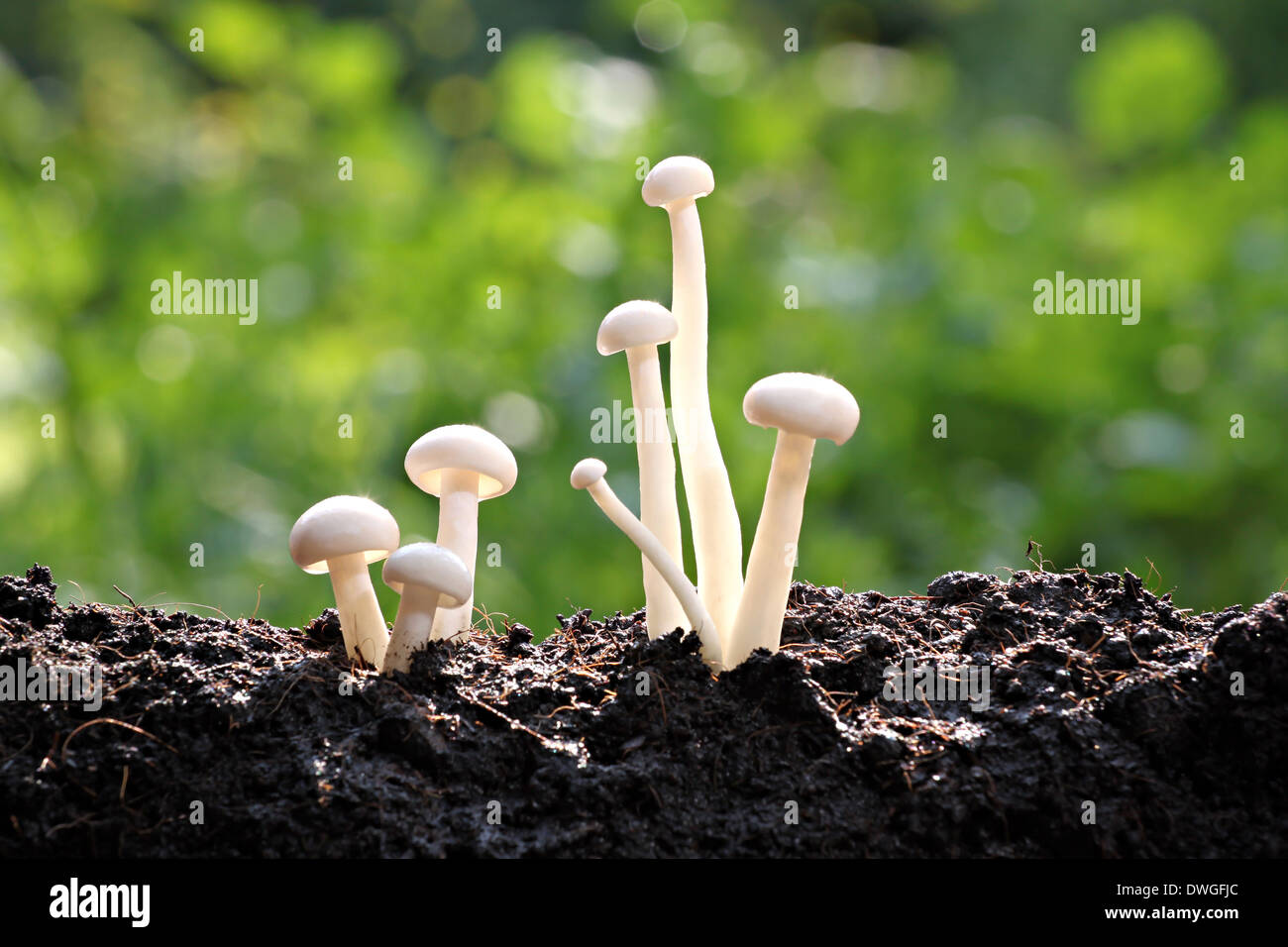 White Mushrooms On Ground In The Backyard Stock Photo 67361012