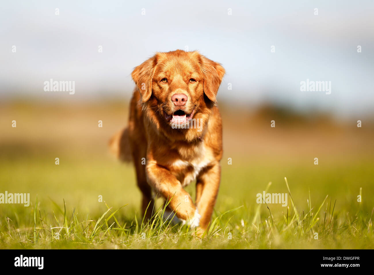 Labrador retriever with duck hires stock photography and images Alamy