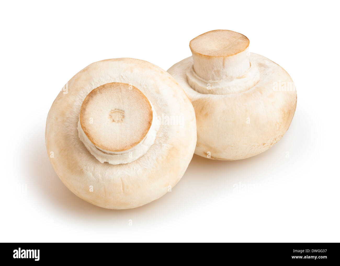 champignon isolated Stock Photo