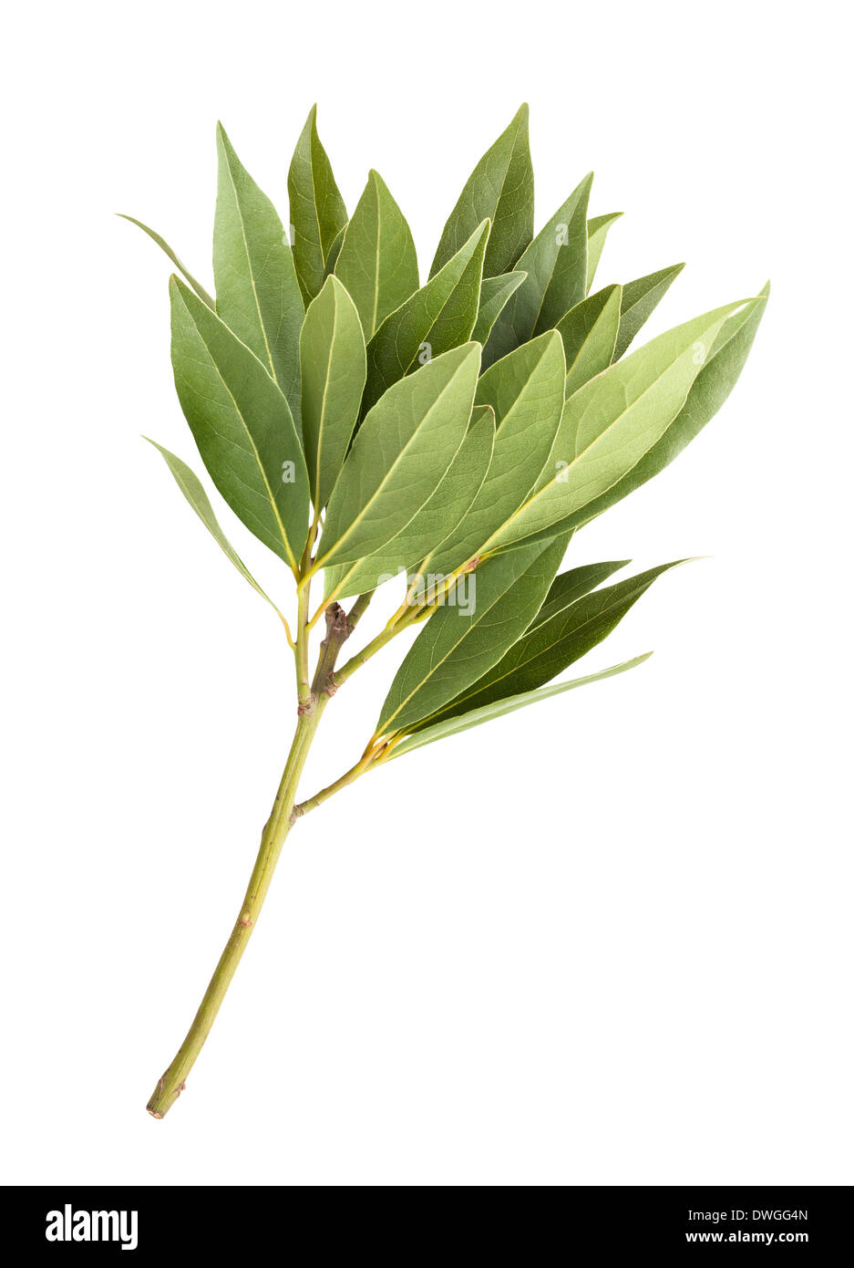 bay leaf isolated Stock Photo