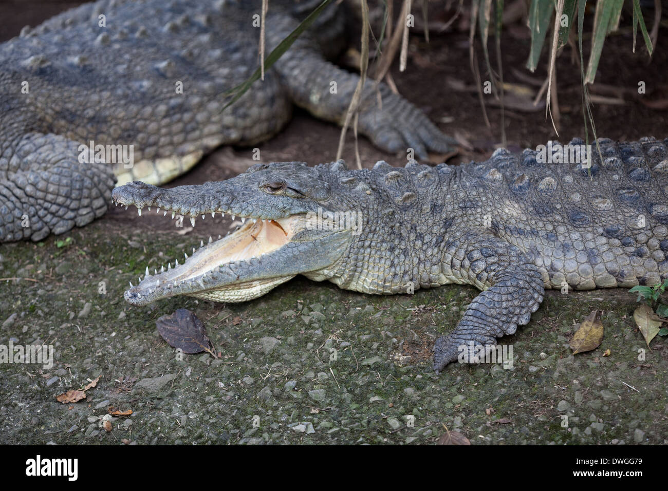 American Crocodile (Crocodylus acutus). Open jaws. Ectothermic behavior. Thermoregulation. Stock Photo