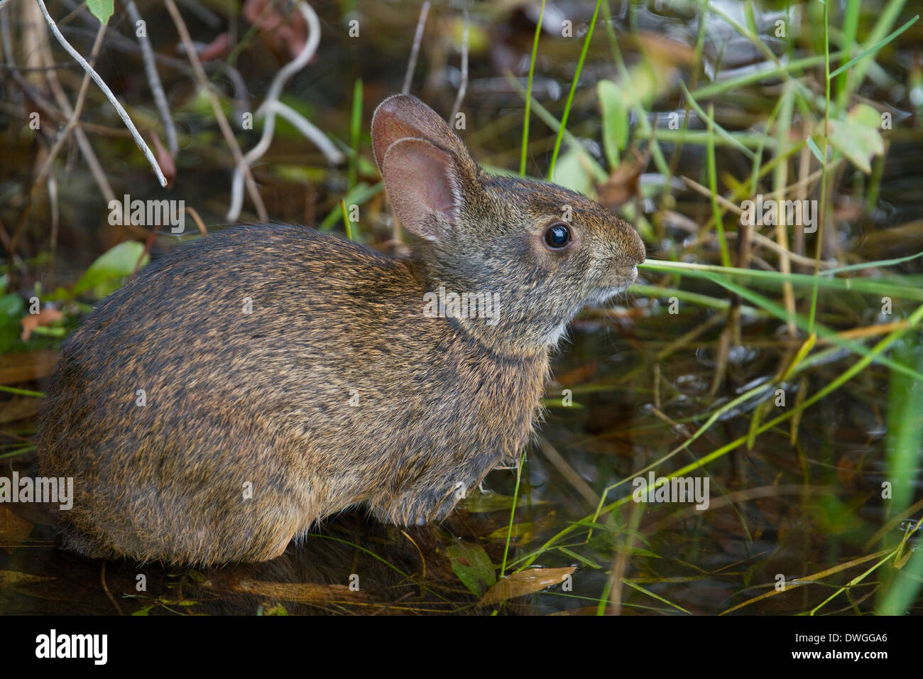 MARSH RABBIT (Sylvilagus palustris) Six Mile Cypress Slough Preserve