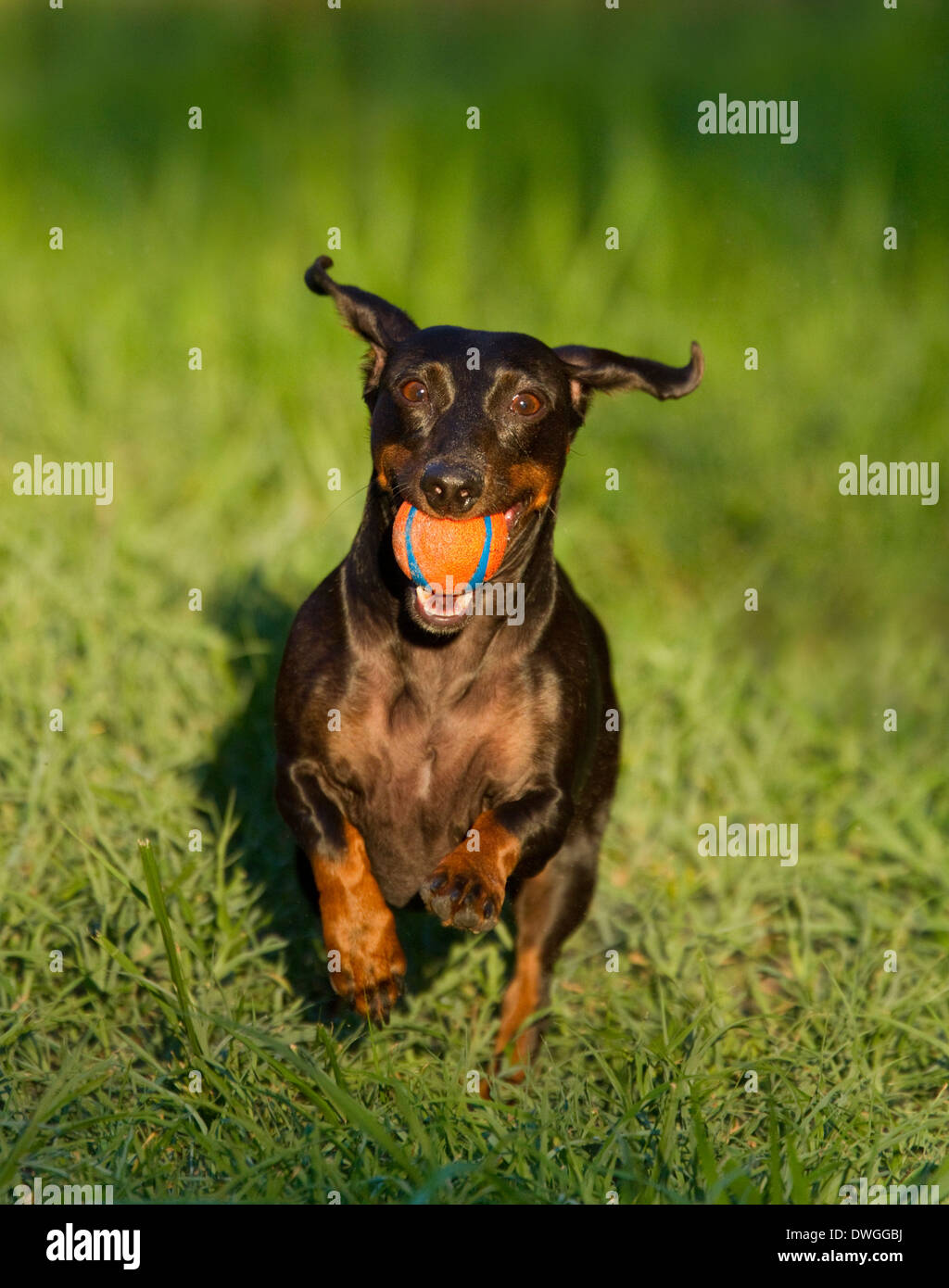 DACHSHUND DOG running with ball, USA Stock Photo