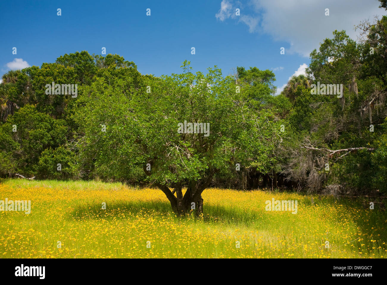 WILDFLOWER MEADOW, predominantly Florida Tickseed (Coreopsis floridana), Myakka State River Park