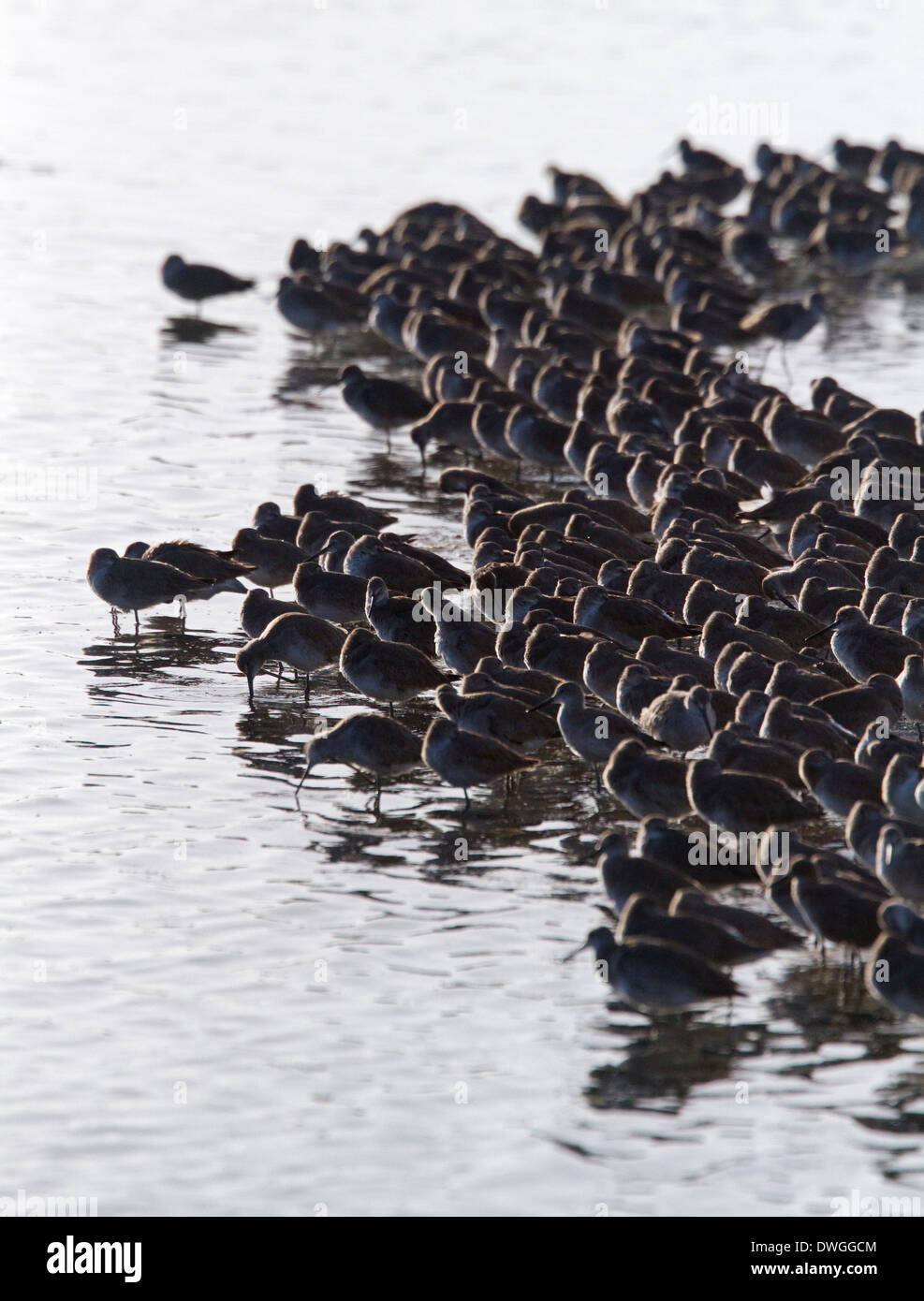 WILLET (Catoptrophorus semipalmatus) flock, J.N. Ding Darling, Sanibel Island, Florida, USA. February Stock Photo