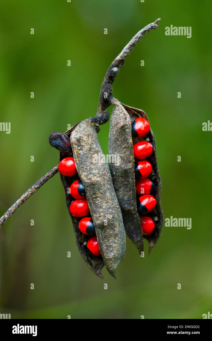 CRAB'S EYE (Abrus precatorius) seed pods, Hickey's Creek Mitigation Park, Florida, USA. Introduced species. Stock Photo