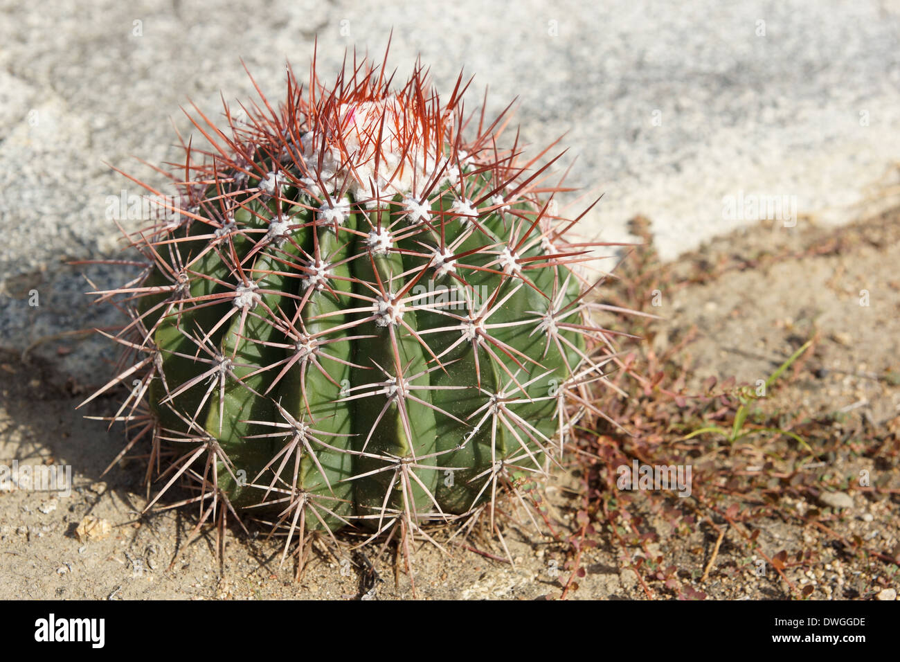 Cactus, Aruba, ABC Islands Stock Photo - Alamy