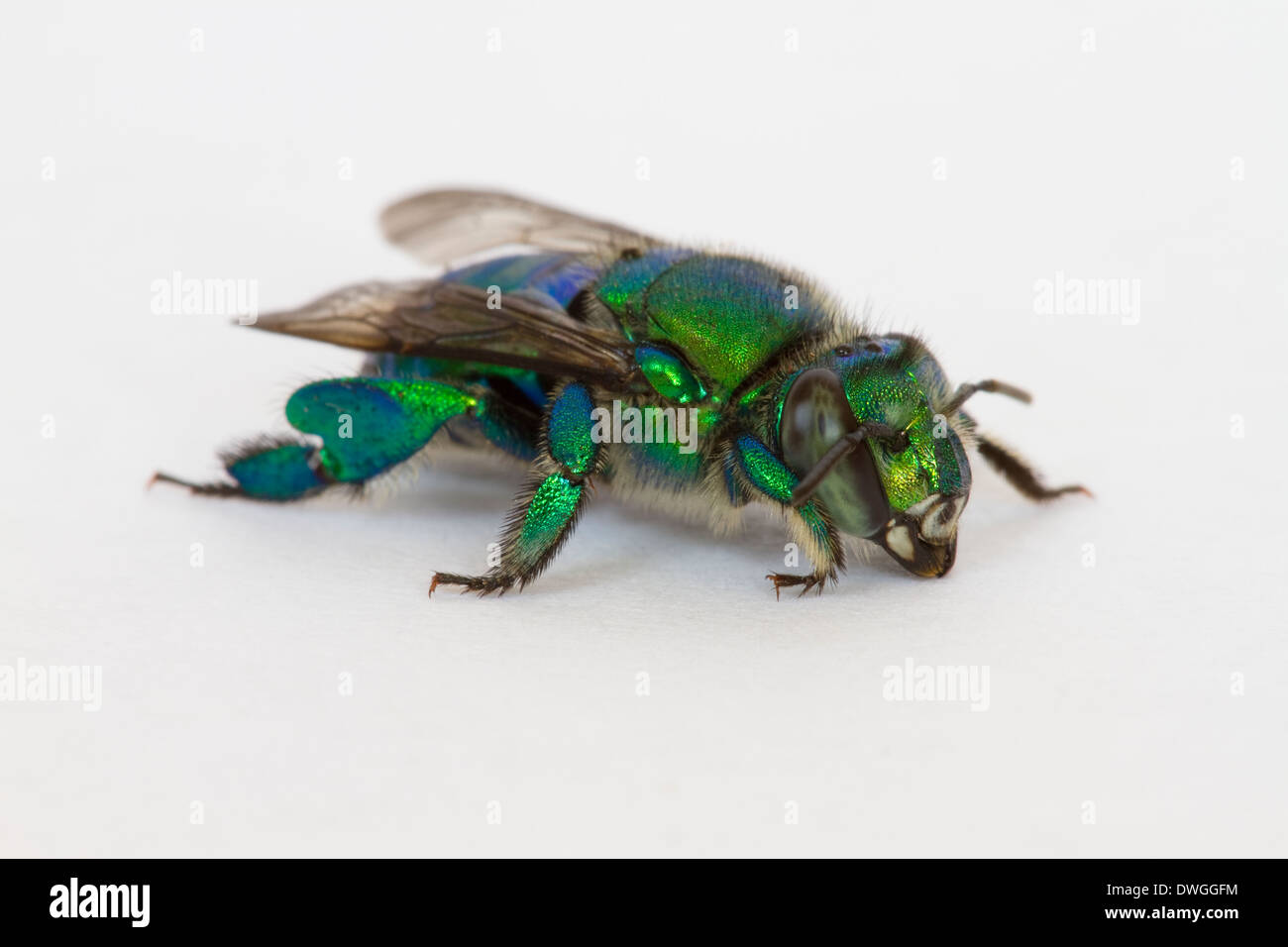 GREEN ORCHID BEE (Euglossa dilemma) Fort Myers, Florida, USA. Introduced species. Stock Photo