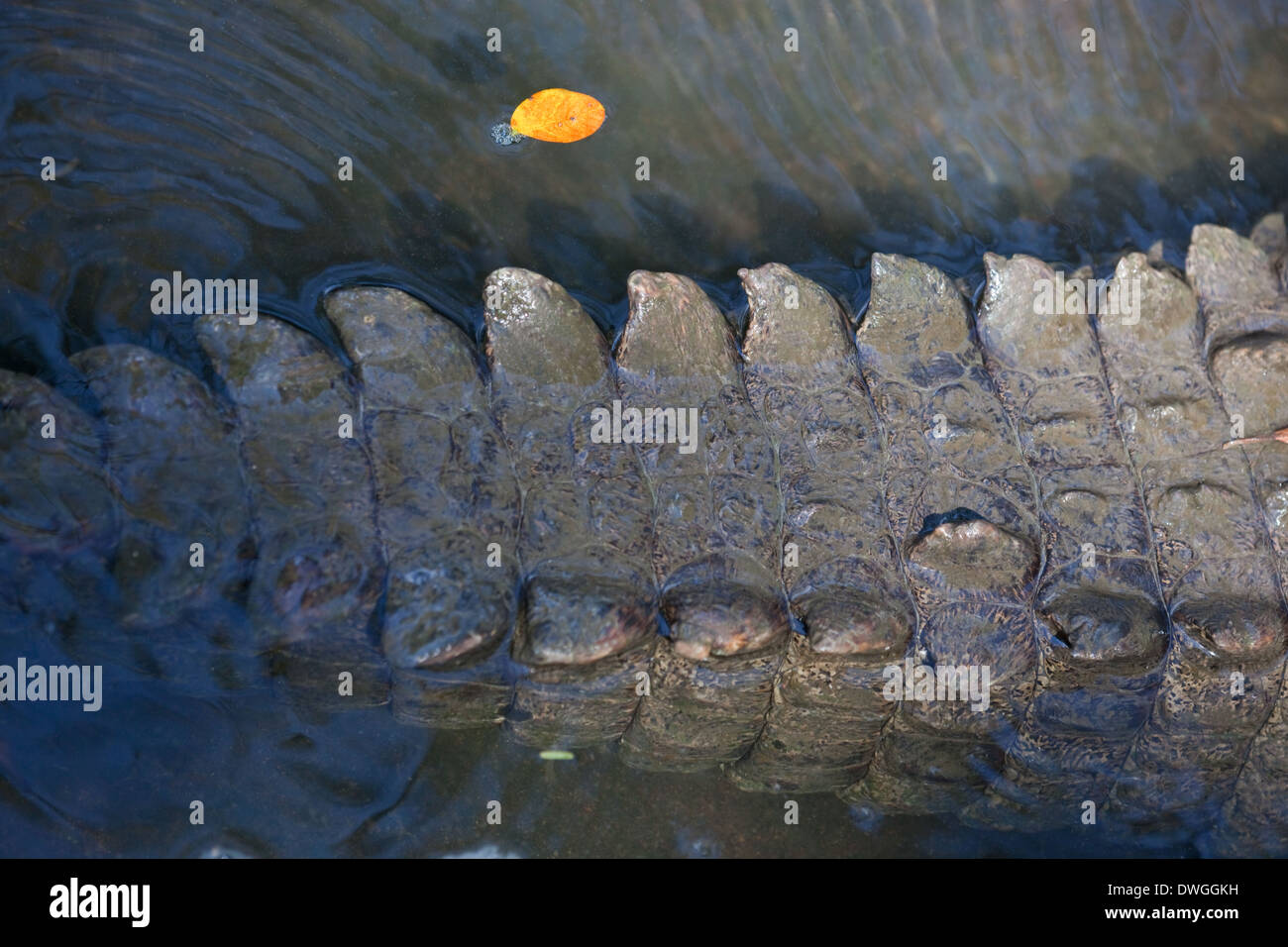 American Crocodiles (Crocodylus acutus). Mid-tail scaling and scutes. Head end right. Stock Photo