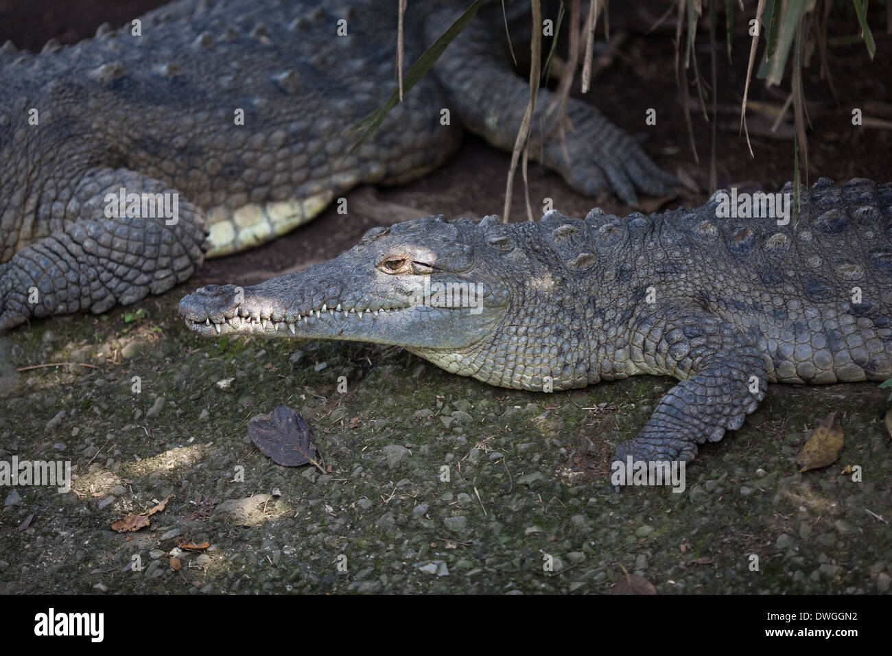 American Crocodiles (Crocodylus acutus). Stock Photo