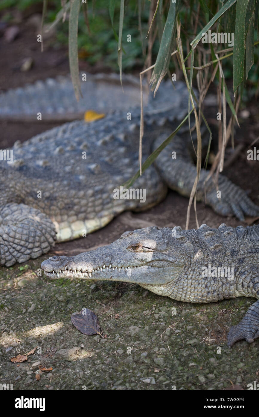 American Crocodiles (Crocodylus acutus). Stock Photo