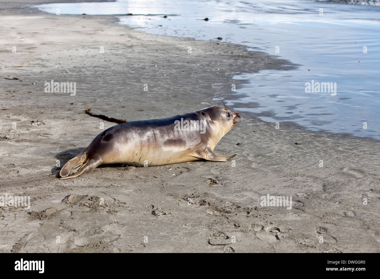 Released young elephant seal preparing to enter Pacific bay. Stock Photo